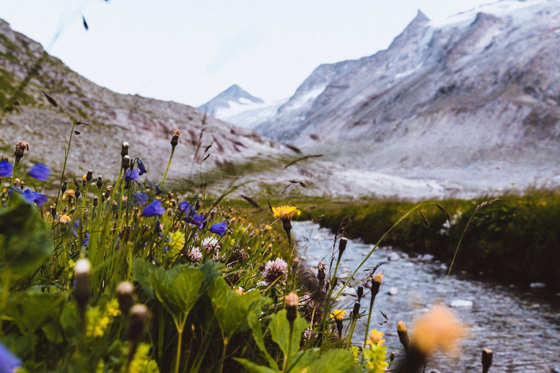 Wildnisgebiet mit Alpenblumen und Fluss