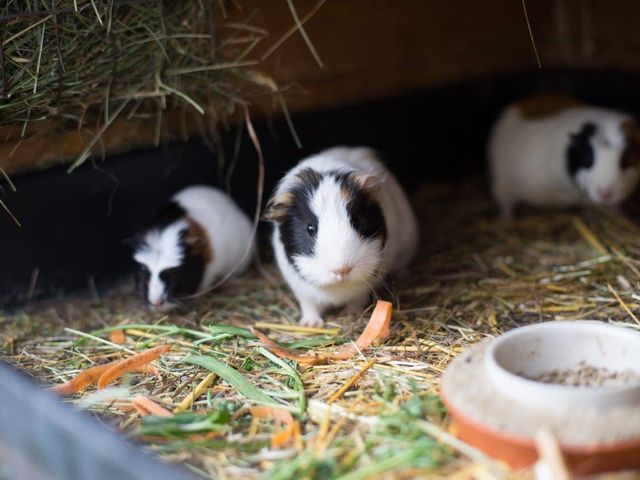 Familienbauernhöfe Großarltal