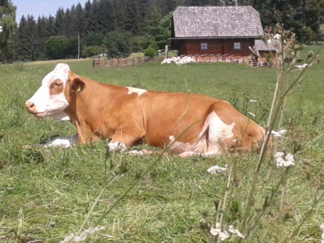 Almhütte in Preitenegg - Kärnten IPO-KTN